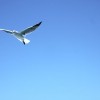 gull